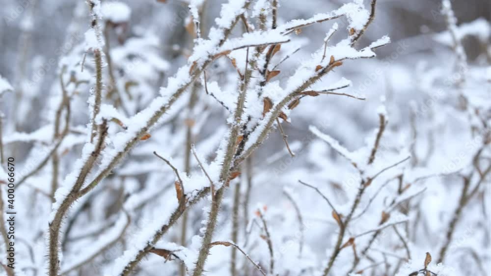 close-up of tree branches in a snowy forest close-up of tree branches in a snowy forest
