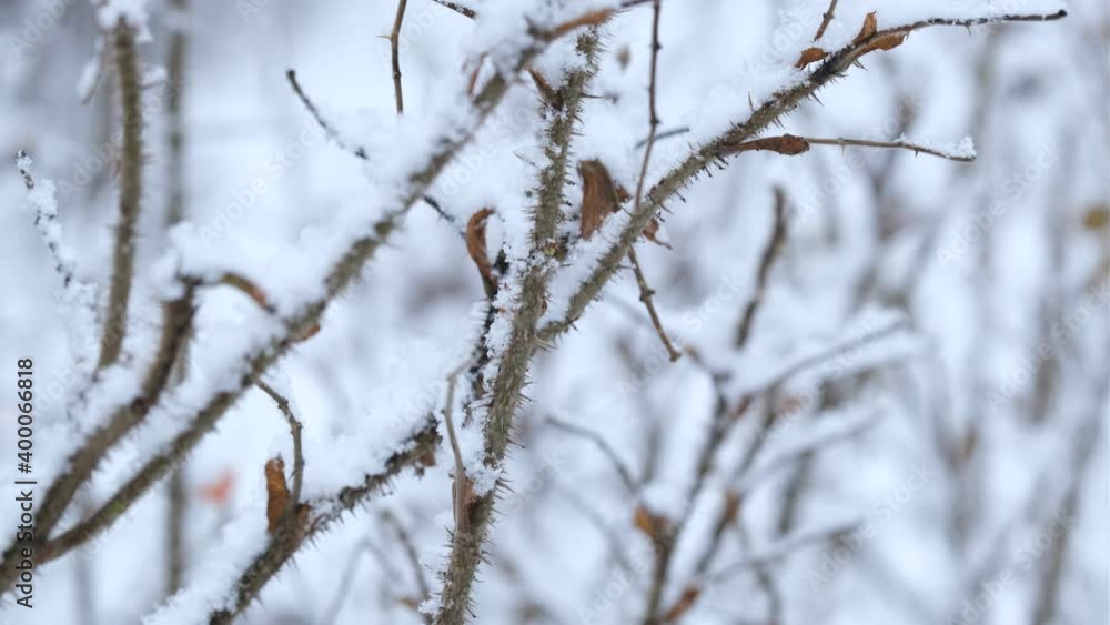 close-up of tree branches in a snowy forest close-up of tree branches in a snowy forest