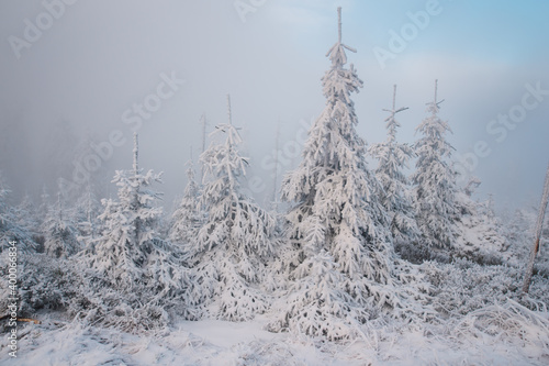 Beautiful winter mountain landscape middle of the forest. Trees covered by frozen snow. Foggy weather. 