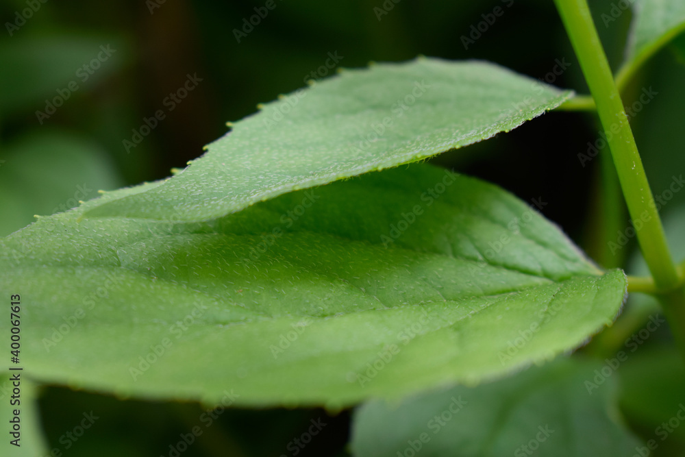 Green leaves