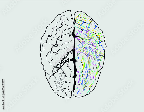 human brain anatomy