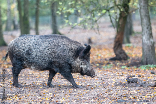 Wild boar (in german Wildschwein) Sus scrofa