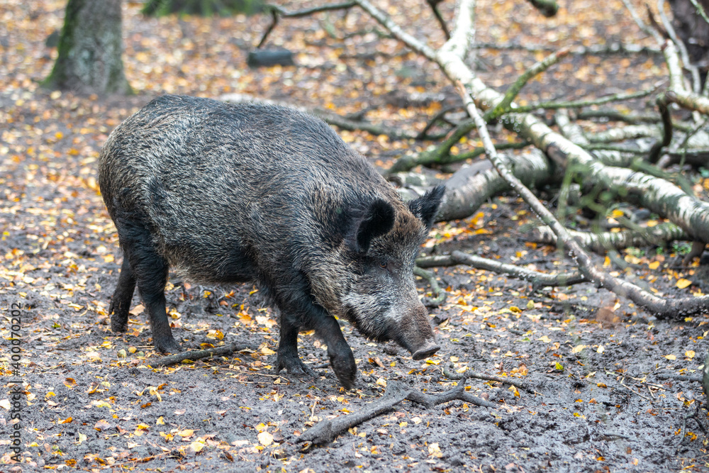 Wild boar (in german Wildschwein) Sus scrofa Wild boar (in german Wildschwein) Sus scrofa