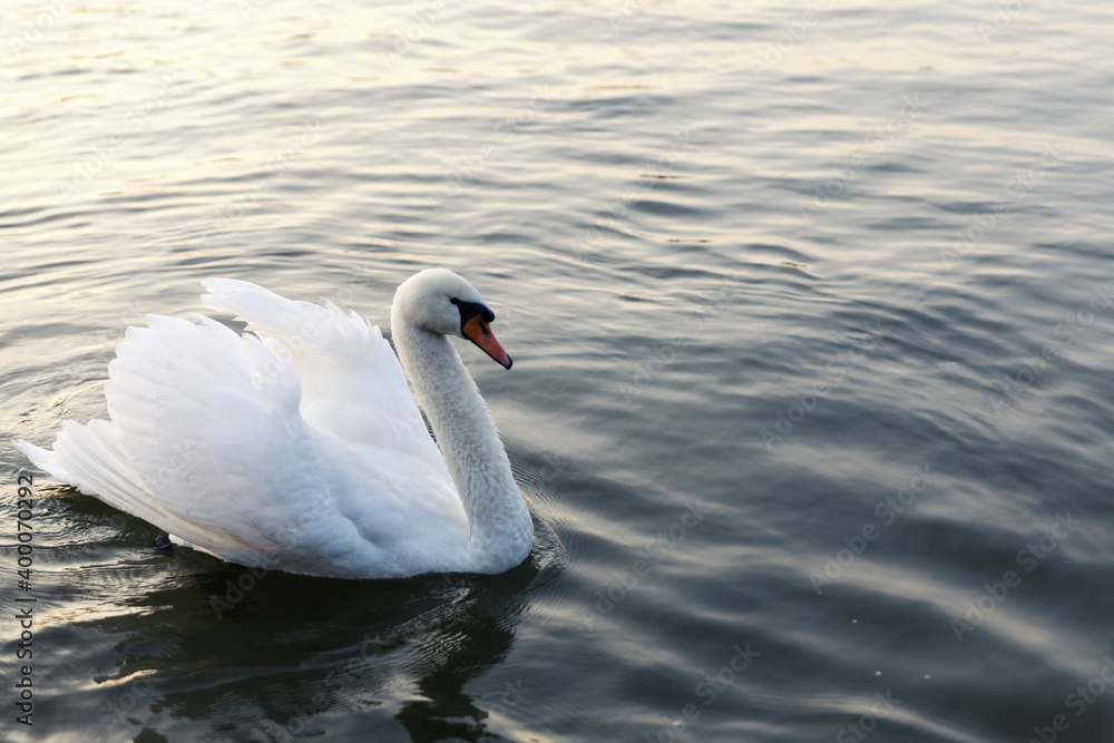 swans on the river swans on the river