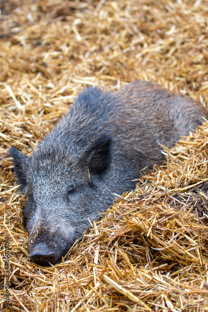 Wild boar (in german Wildschwein) Sus scrofa Wild boar (in german Wildschwein) Sus scrofa