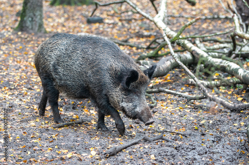 Wild boar (in german Wildschwein) Sus scrofa