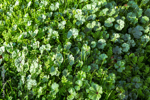 green vegetation covering the ground. natural background