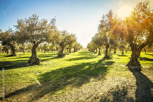 sun shining on the olive field and shadows on the grass