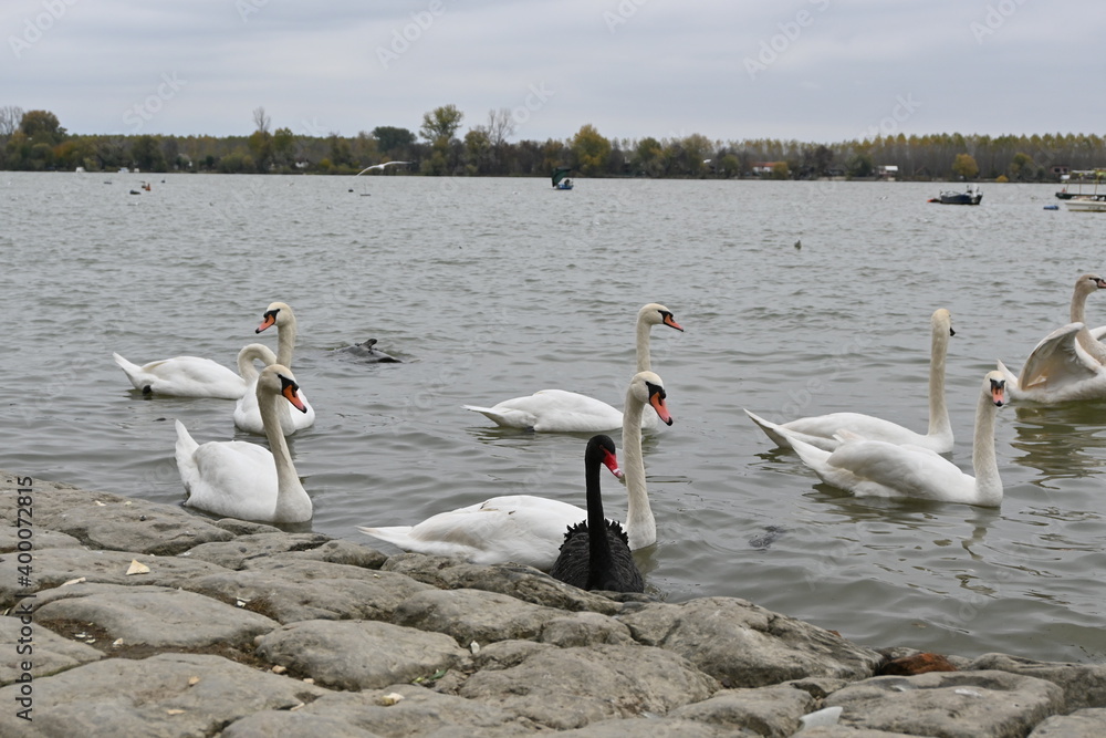 swans on the river on a cloudy day