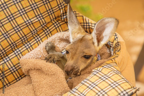 Принти на полотні Orphaned baby kangaroo joey in pet bed. Close up view.