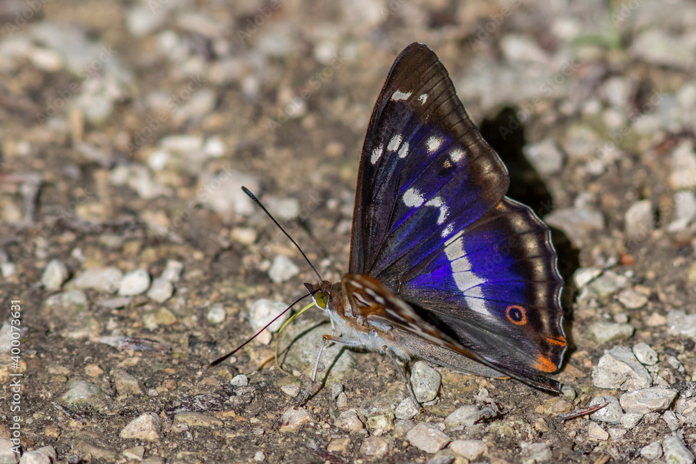 Obraz premium Großer Schillerfalter (Apatura iris)