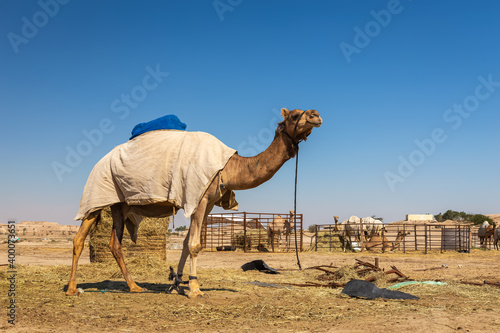 Group of camels in Al-Sarar desert, SAUDI ARABIA.