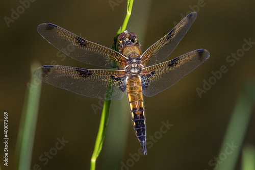 Vierfleck (Libellula quadrimaculata) photo