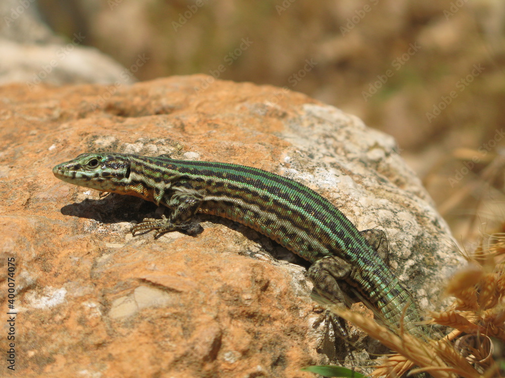 Naklejka premium Ibiza wall lizard (Podarcis pityusensis) - close up of lizard on rocks, Ibiza, Spain