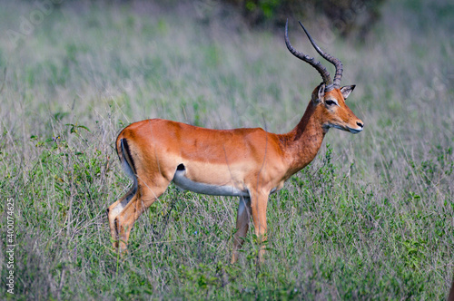 Impalas - Kenya  Africa  Masai Mara