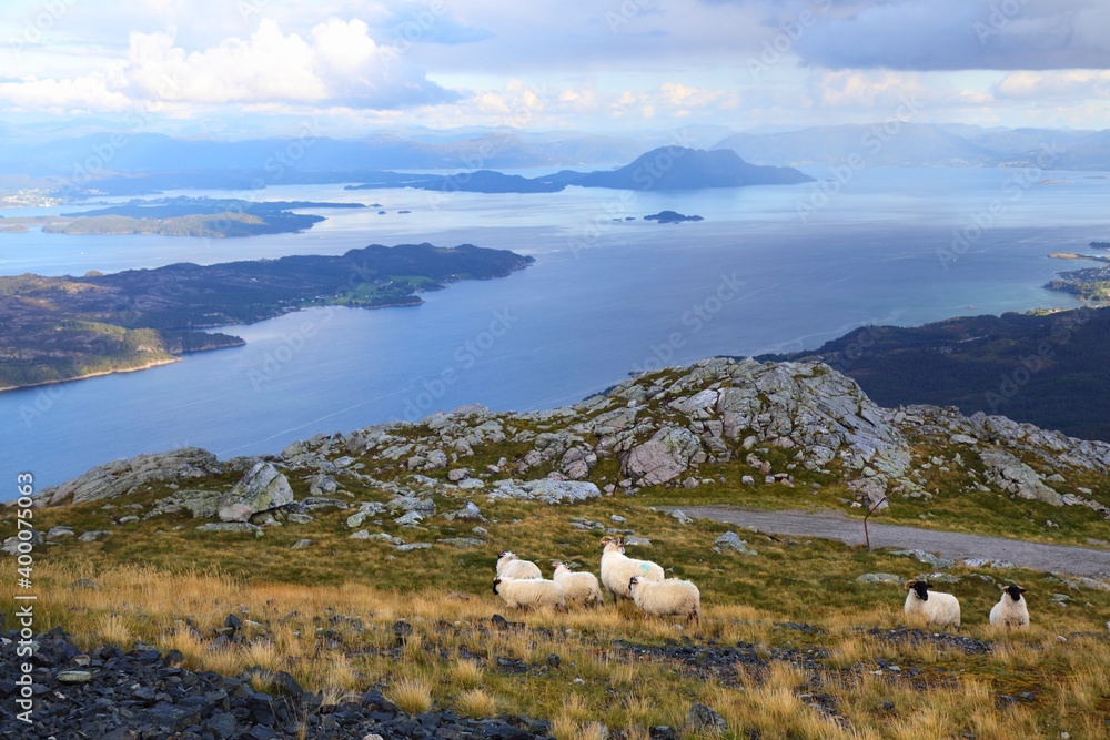 Obraz premium Sunnhordland sheep pasture