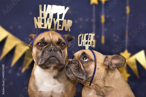 Funny French Bulldog dogs wearing golden party celebration headbands with words 'Happy new year' and 'cheers' in front of blue background  photo