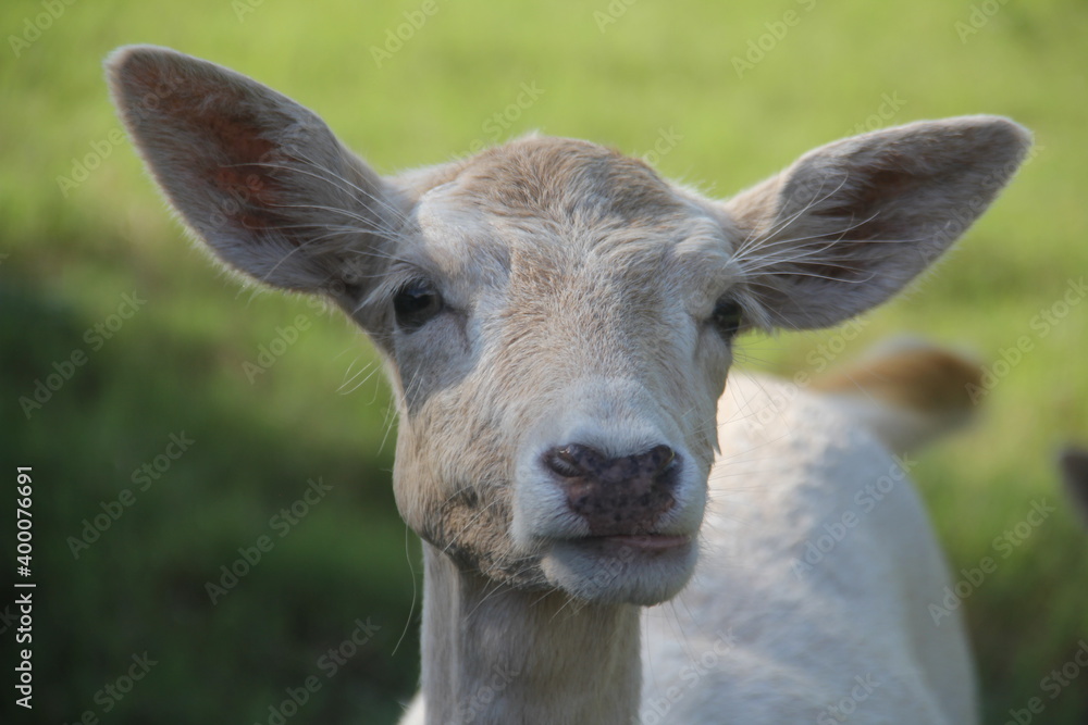 Fototapeta premium white fallow deer standing in a field