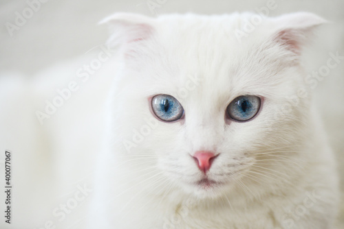 White Scottish fold kitten with blue eyes portrait