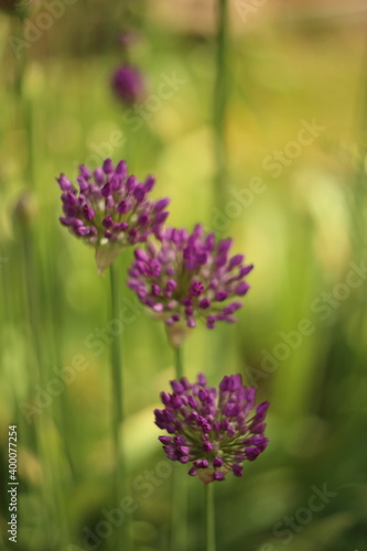 blooming purple flowers of decorative garlic in the garden