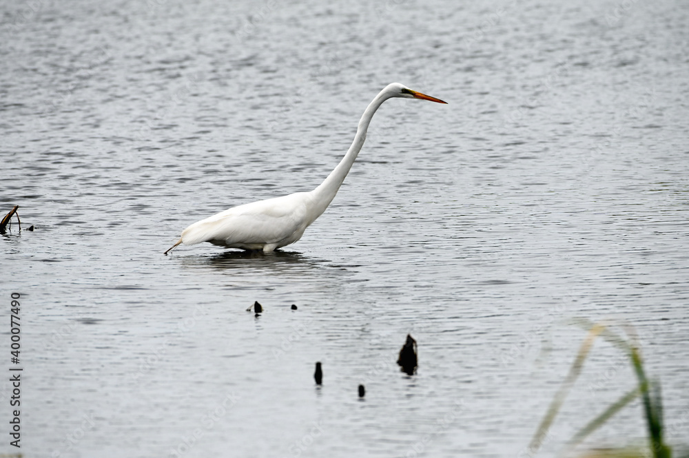Obraz premium Heron in Water