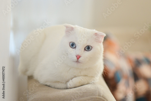 White Scottish fold kitten with blue eyes portrait