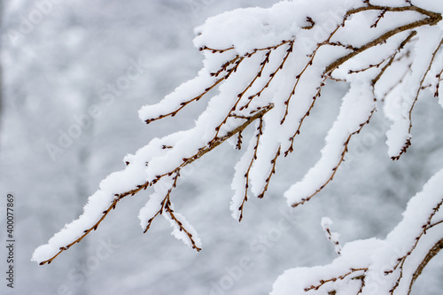 Snow cover branches. Pristine snow covering branches after a heavy snow.