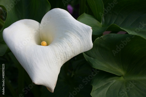 white lily close up flower