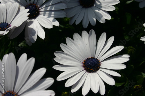 African daisy flowers