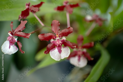 Close Up of Oncidium Sharry Baby Orchid flower, dark red and white in garden, City and State of São Paulo, Brazil