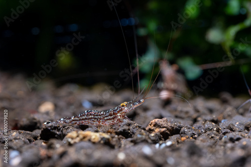 Fotografía Berried white orchid Sulawesi shrimp look for food on aquatic soil in fresh water aquarium tank