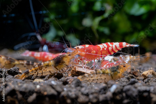 Different tiger dwarf shrimps look scramble together for eating food in fresh water aquarium tank with dark and green background. Main focus is on red fancy tiger shrimp. photo