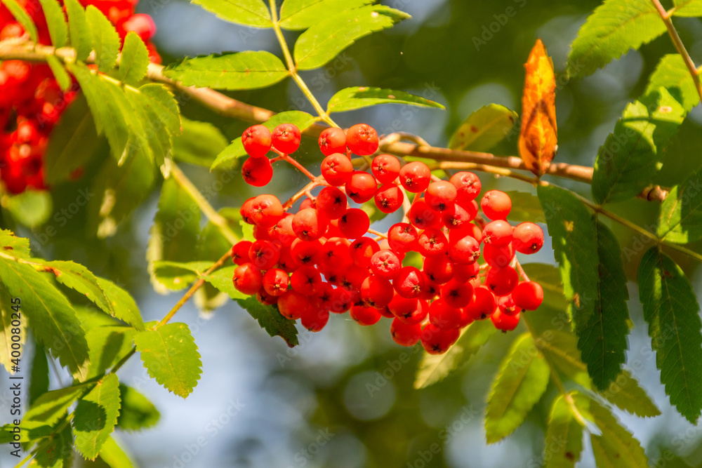 Branch of fruits of rowan with ripe berries, Sorbus aucuparia. Branch of fruits of rowan with ripe berries, Sorbus aucuparia.