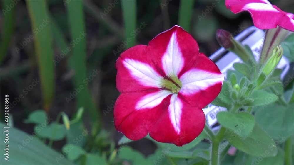 Gardening: close-up, detailed view of a petunia flower.