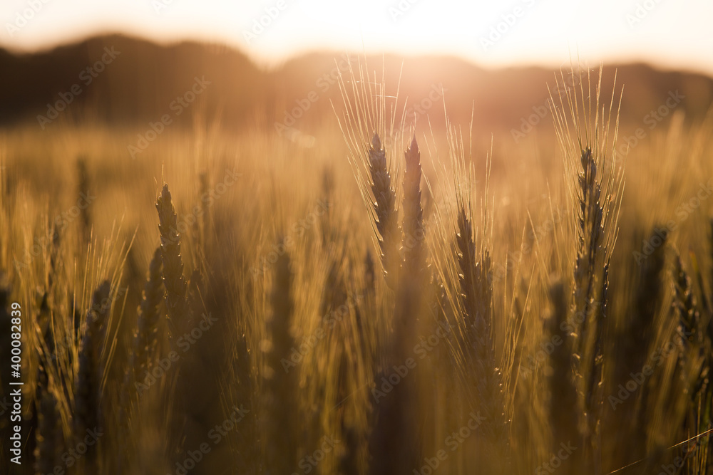 Obraz premium The field of golden wheat in setting sun, beautiful landscape with a blurry background
