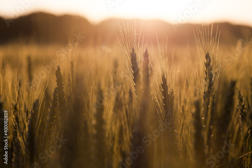 The field of golden wheat in setting sun, beautiful landscape with a blurry background