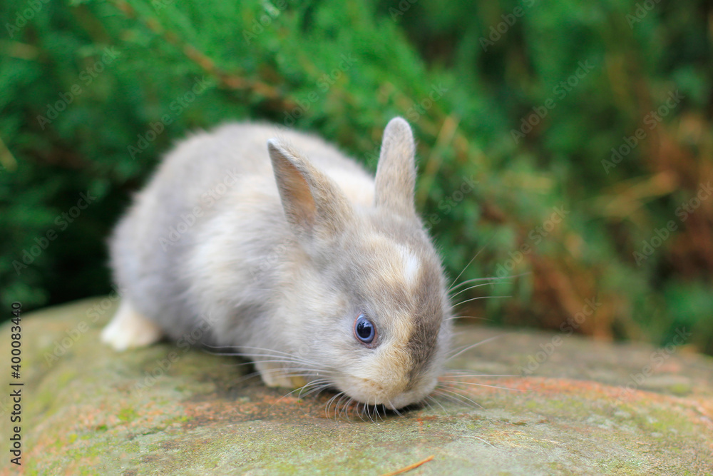 Fototapeta premium red rabbit with dark eyes sitting on a rock.