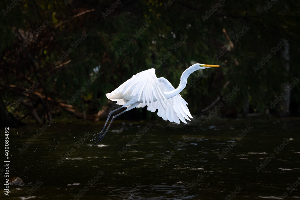 Naklejka premium Egret on Reelfoot lake in Tennessee during the summer