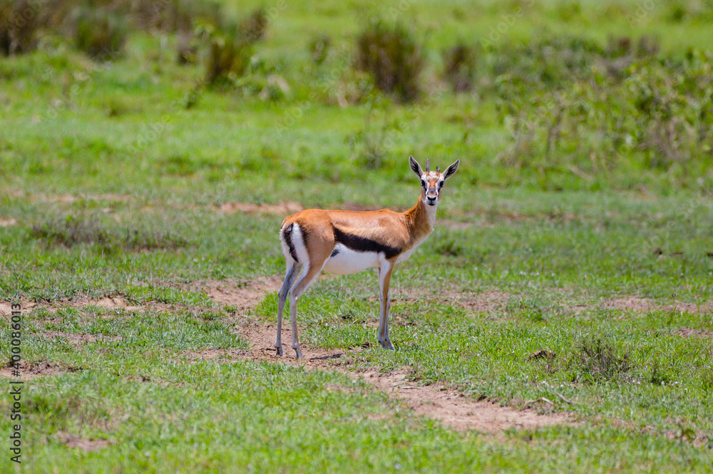 Red Deer - Kenya, Africa, Masai Mara Red Deer - Kenya, Africa, Masai Mara
