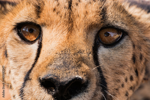 Gepard - Cheetah closeup staring right into the camera