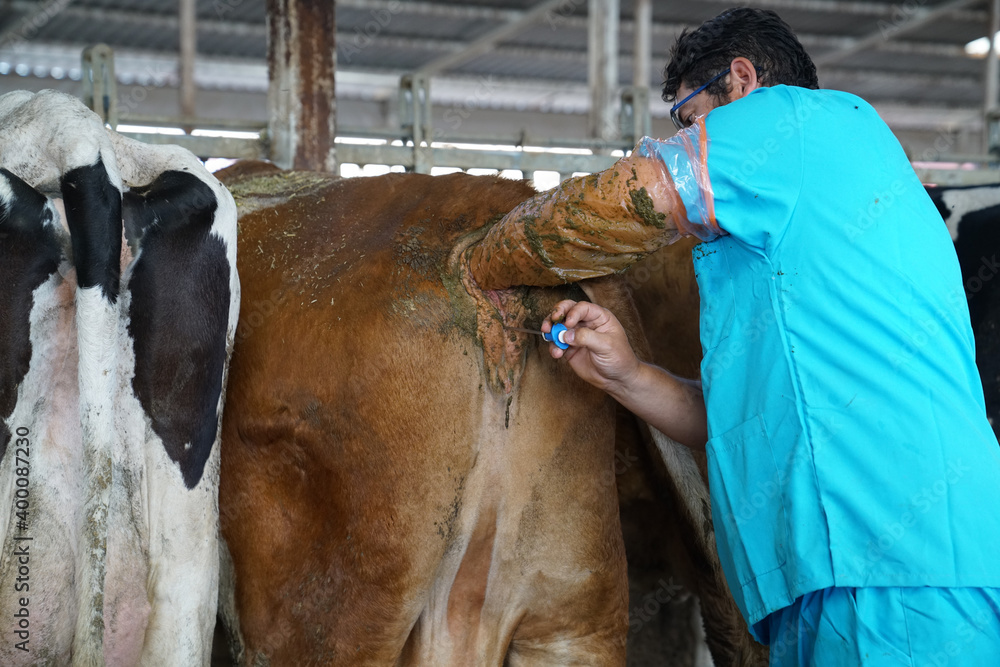 Veterinarian doing rectal examination and artificial insemination