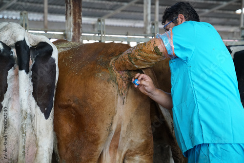 Φωτογραφία Veterinarian doing rectal examination and artificial insemination, Cattle cow farm