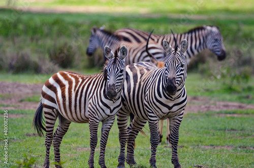 Fototapeta Naklejka Na Ścianę i Meble -  Zebras - Kenya, Africa, Masai Mara