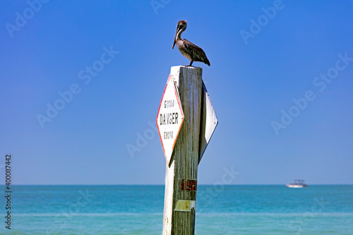 Obraz na płótnie Pelican sitting on pole in background water and blue sky w salonie