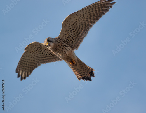 close up full frame of a beautiful kestrel  Falco tinnunculus  hovering overhead in blue sky whilst scanning for prey below