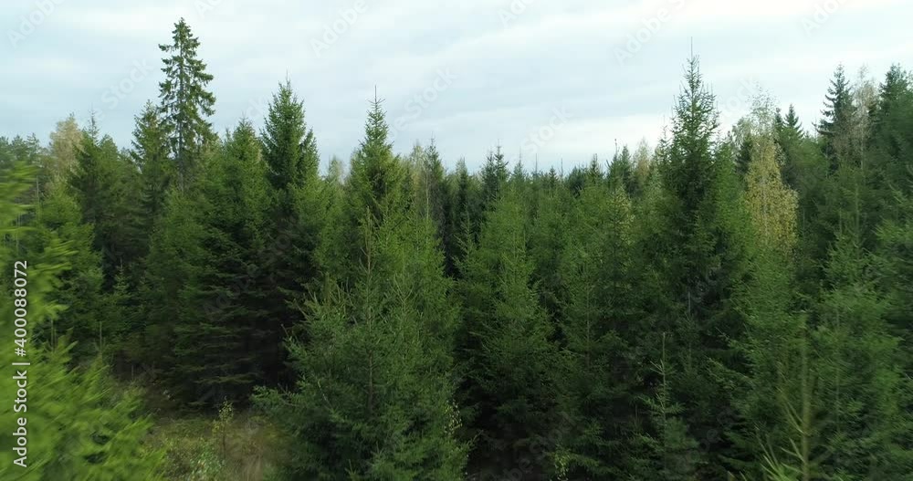 Spruce forest flying between the trees in wild woodland Christmas trees growing Spruce forest flying between the trees in wild woodland Christmas trees growing