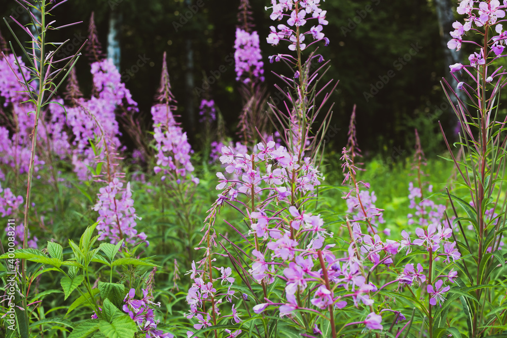 Obraz premium Field of blooming sally flowers or Ivan Tea, wild medicinal herbal tea of willow plant or Epilobium