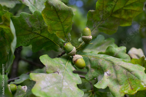Green acorns hang on a oak branch in the forest