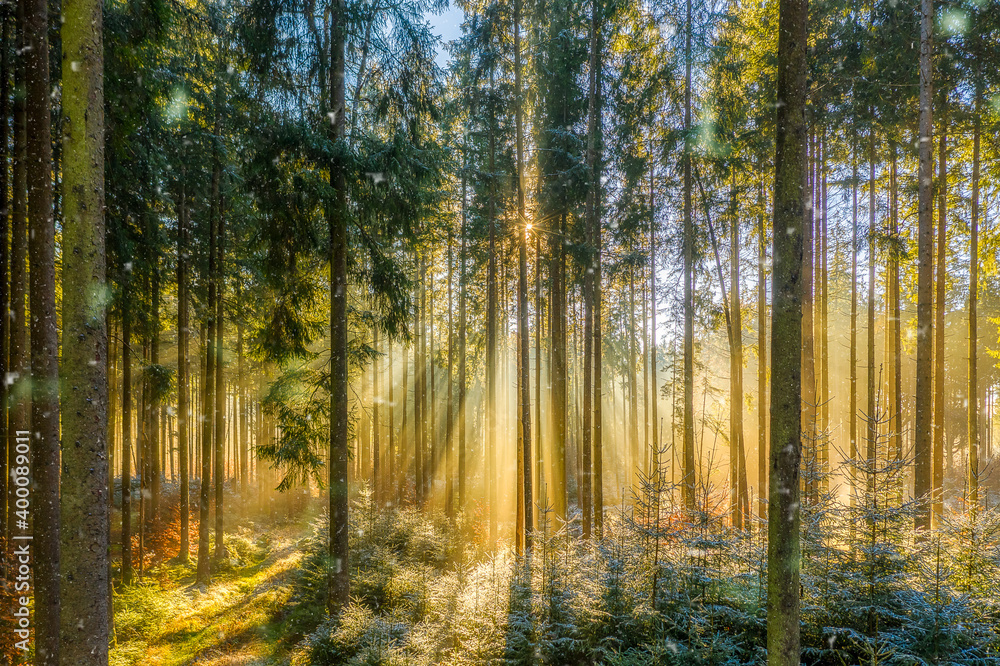 Fototapeta premium Small snowflakes are falling down in sunshine of a foggy morning in a daylight colored forest, idyllic moment of positive vibes.