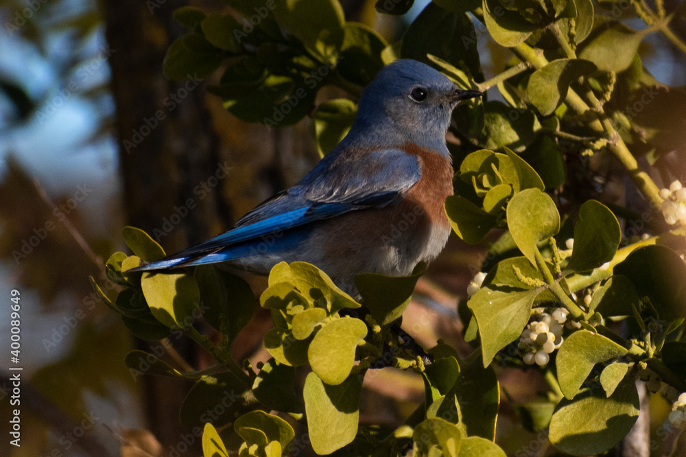 Obraz premium blue bird